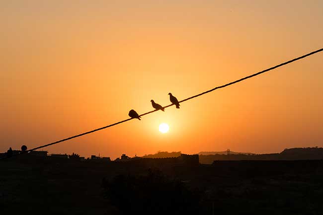 Birds on line during sunset.