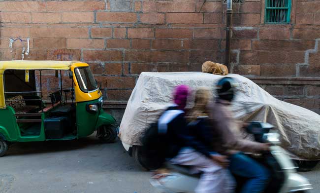 Dog asleep on a car.