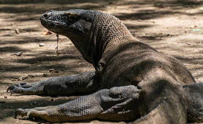 Komodo Dragon laying in the shade.