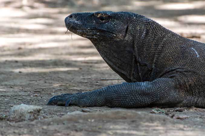 Side-profile of Komodo Dragon.