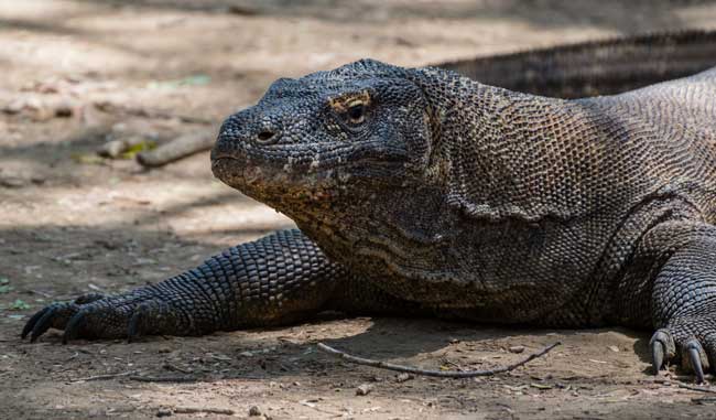 Komodo Dragon looking at the camera.