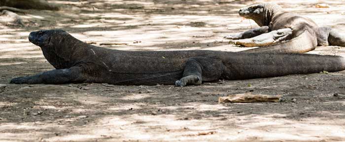 Two Komodo dragons laying in the shade.