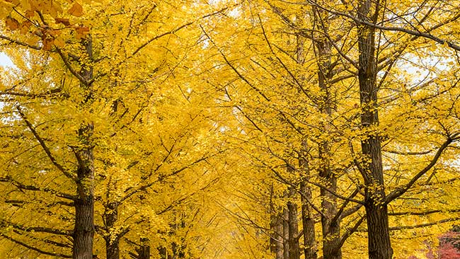 Ginkgo Trees.