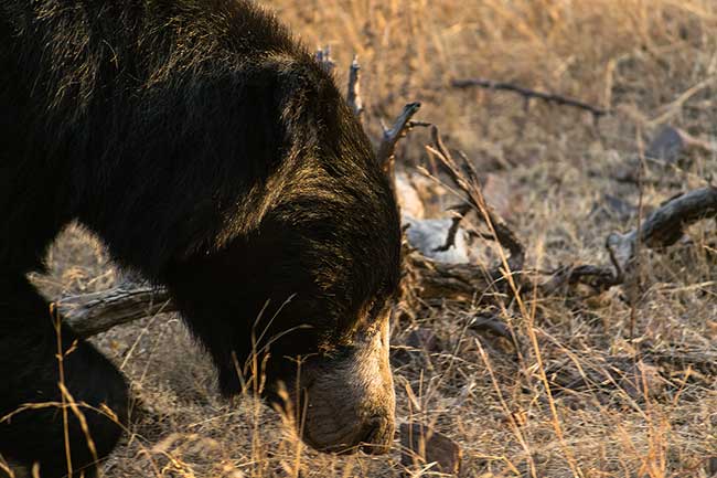 Sloth bear looking into sunlight.