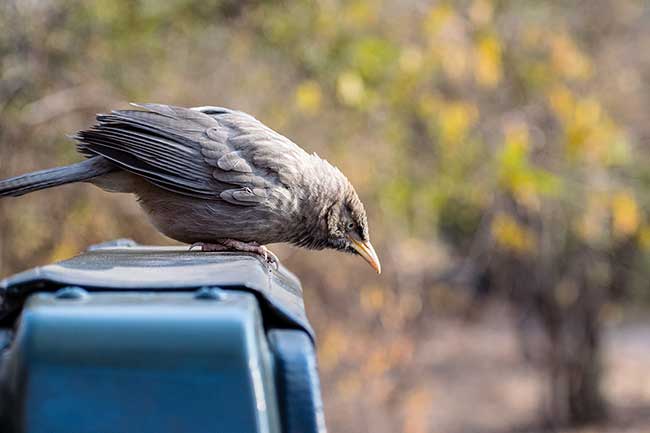 Bird on jeep.