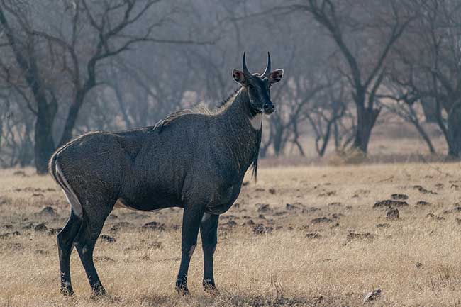 Blue bull standing in meadow.