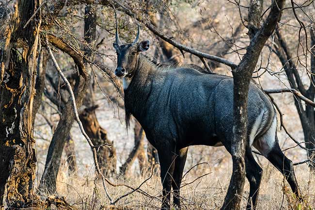 Blue bull in the brush.