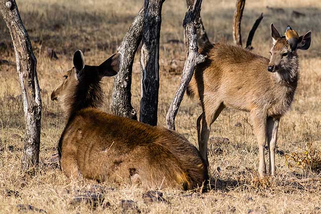 Rufous Treepie on deer's head.