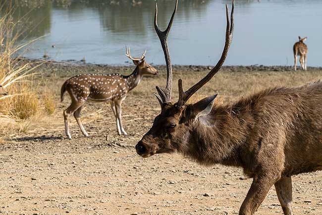 Close up of male Sambar deer.