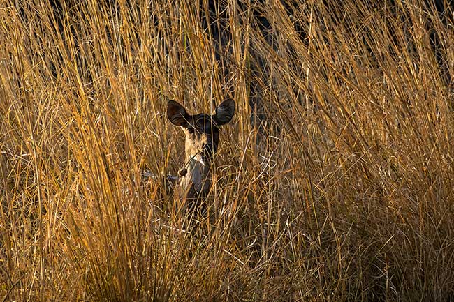 Deer hiding in tall grass.