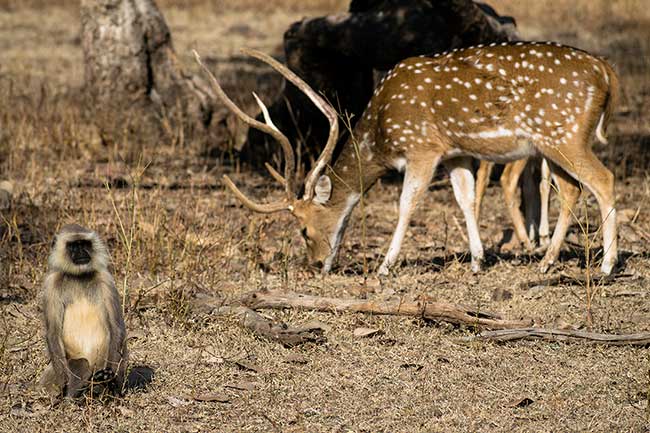 Monkey and deer friends hanging out.