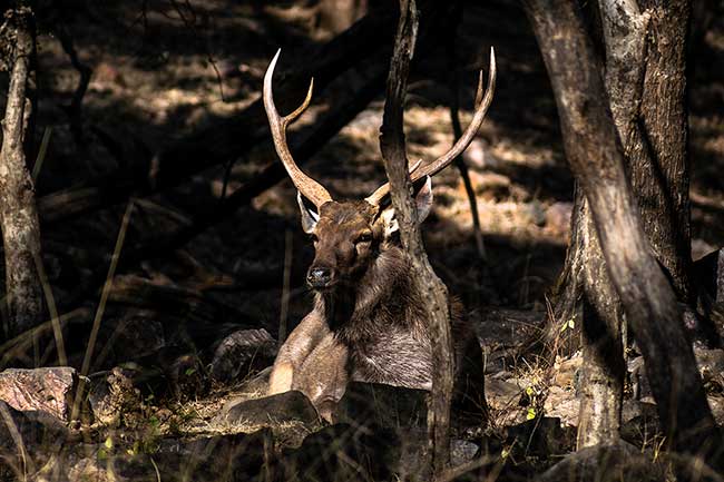 Male Sambar deer in shade.