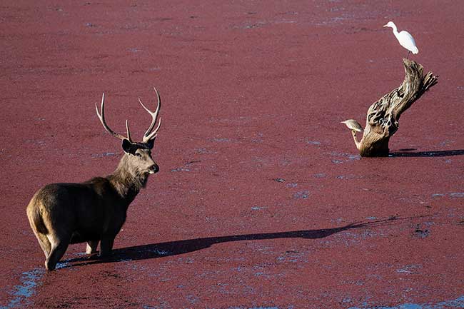 Deer in red-algae covered pond.