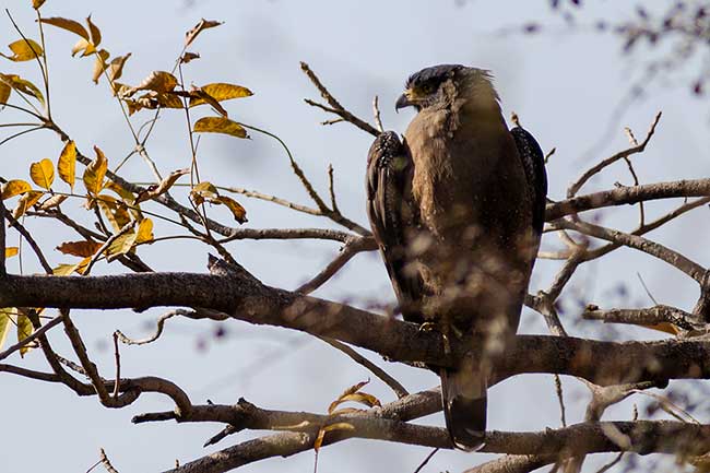 Eagle perched high in tree.