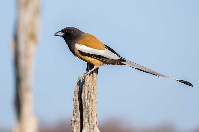 Rufous Treepie on dead tree.