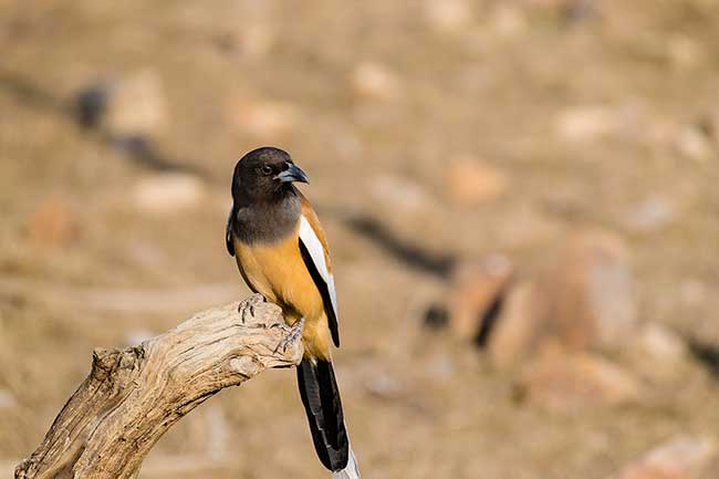 Rufous Treepie on tree.