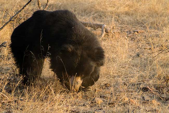 Sloth bear digging.