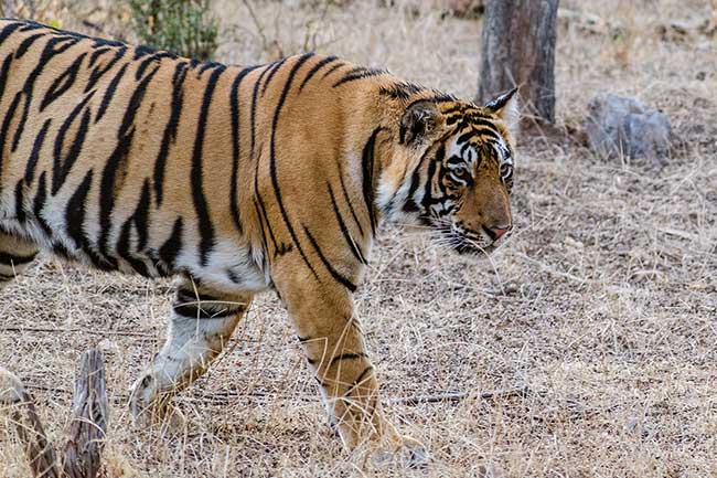 Tiger coming out from forest.