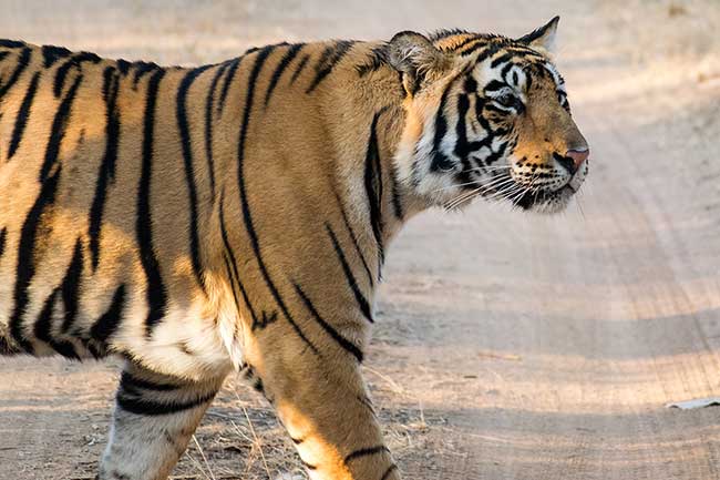 Tiger walking on dirt path.