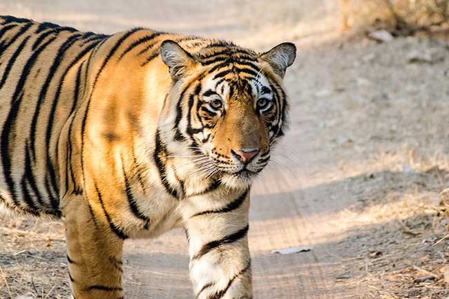 Tiger looking back at camera.