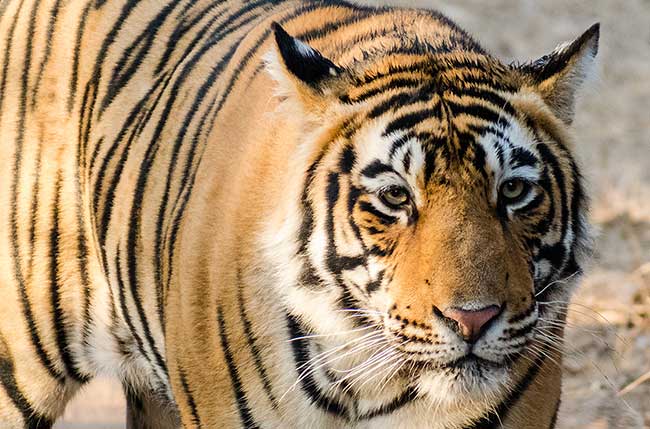 Close up of Tiger's face.