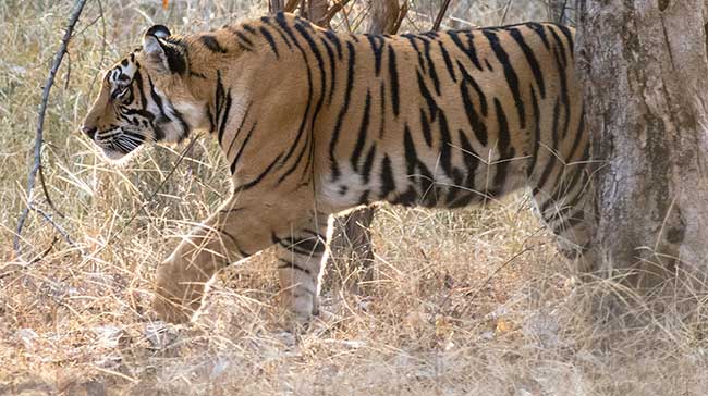 Bengal tiger at edge of forest.