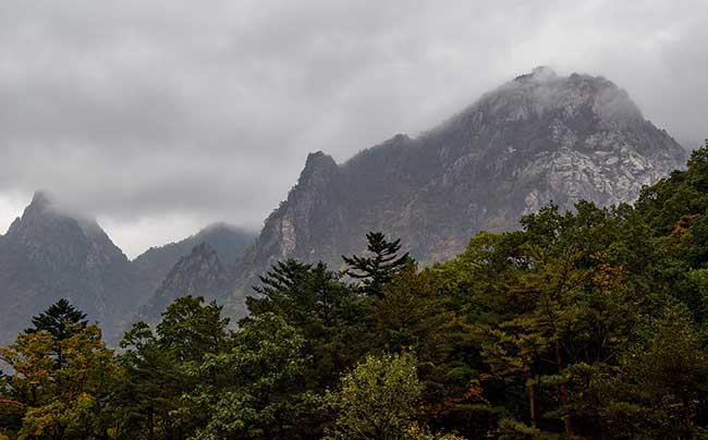 Forest layer in front of foggy mountain.