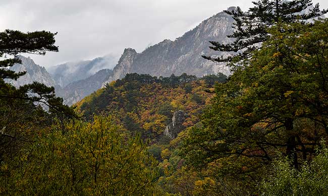 Layers of forest in front of mountain.