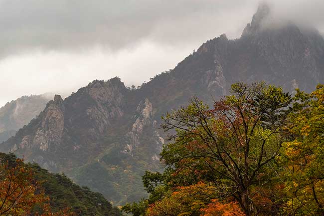 Fall trees in front of mountain.