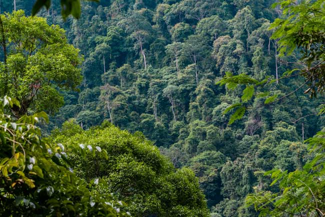 Sumatran rainforest.