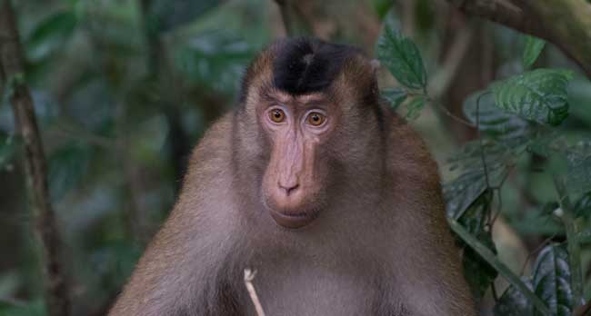 Macaque in the sumatran jungle.