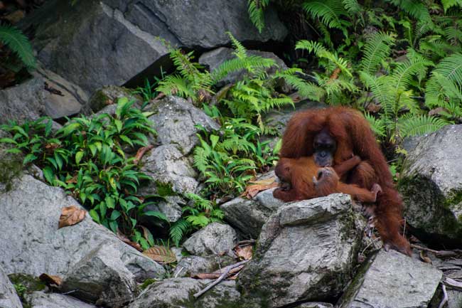 Mother orangutan with her baby.