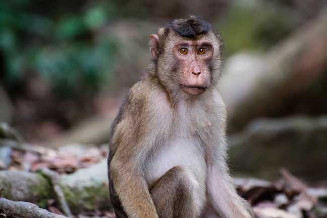 Monkey in Sumatra.