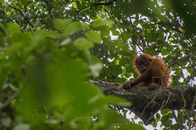 Baby orangutan up in tree.