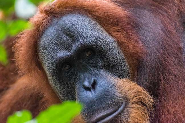 Close up shot of female Orangutan.