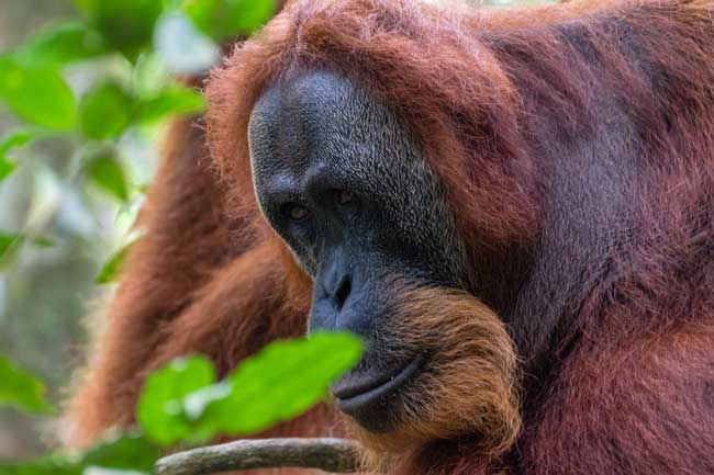 Female Orangutan.