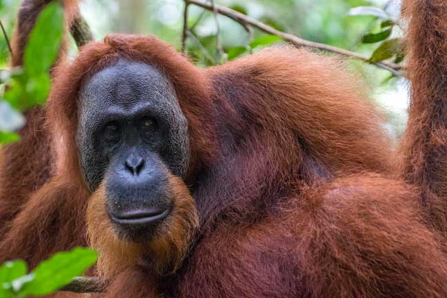 Female Orangutan.