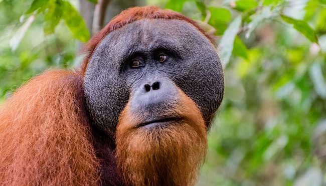 Male orangutan.