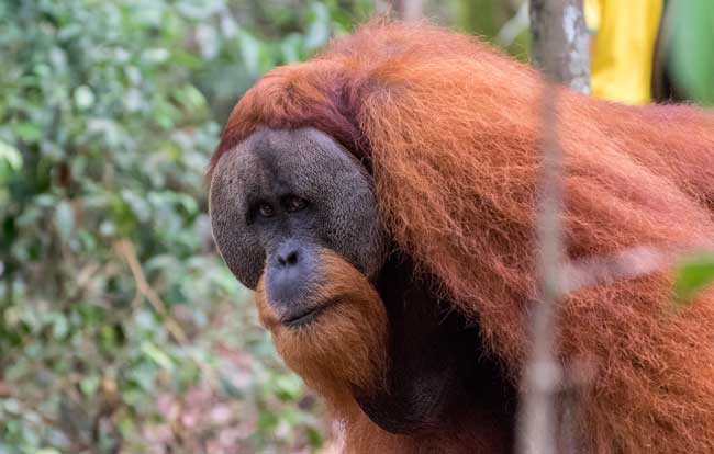 Male orangutan staring at camera.