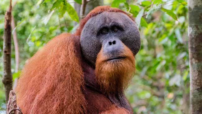 Upper body of male orangutan.