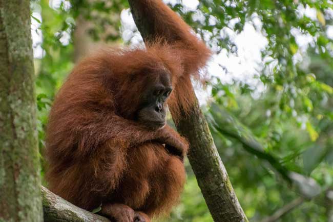 Orangutan looking at the ground.