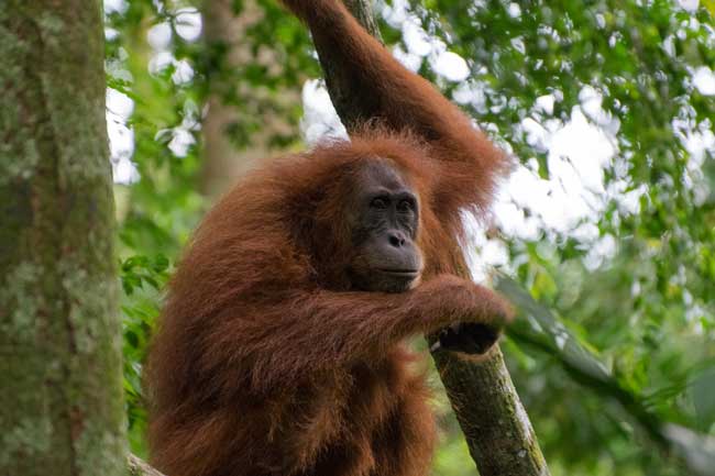 Orangutan looking off into distance.