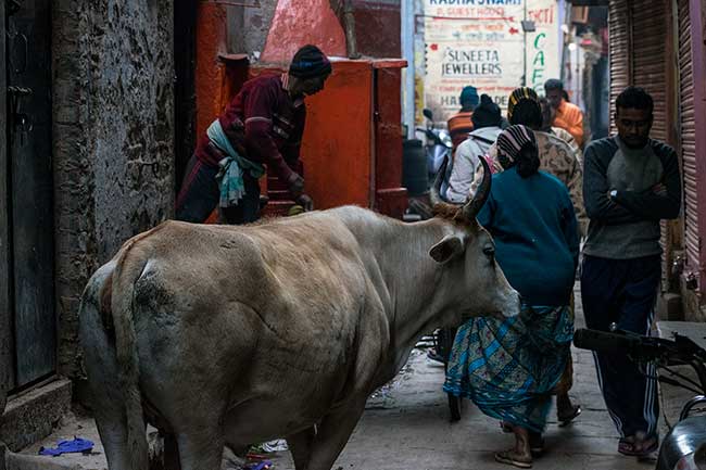 Large cow in alley.