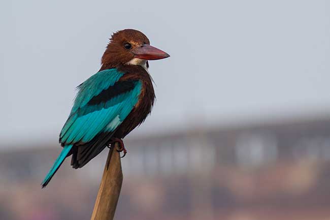 White-throated Kingfisher.